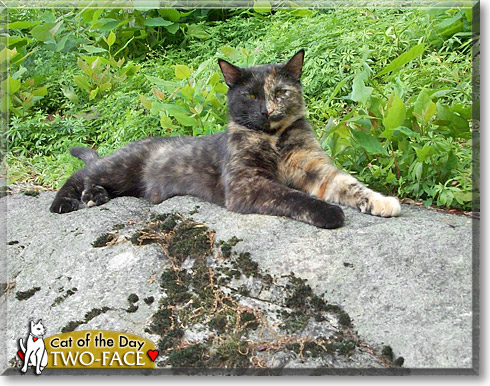 Two Face, the Cat of the Day
