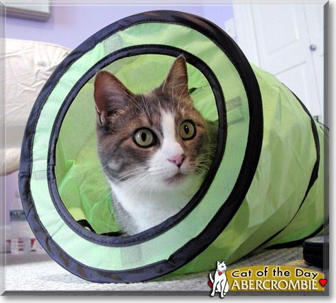 Abercrombie, the Cat of the Day