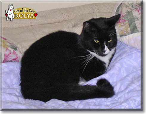 Kolya, the Cat of the Day