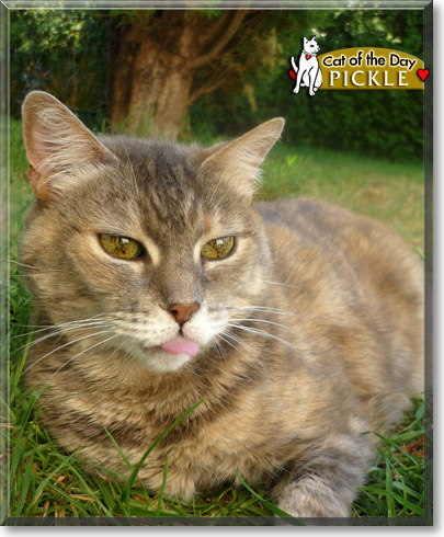 Pickle, the Cat of the Day