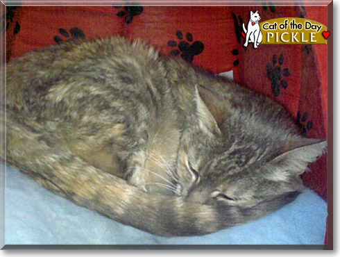 Pickle, the Cat of the Day Pickle, the Cat of the Day