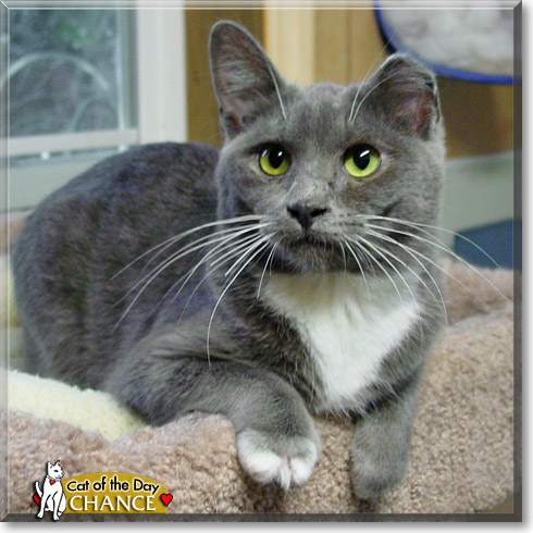 Chance, the Cat of the Day