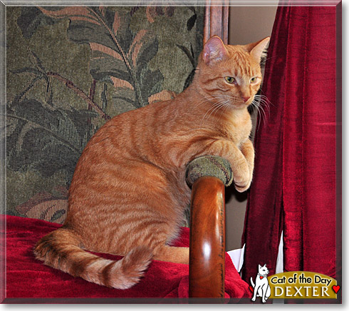 Dexter, the Cat of the Day