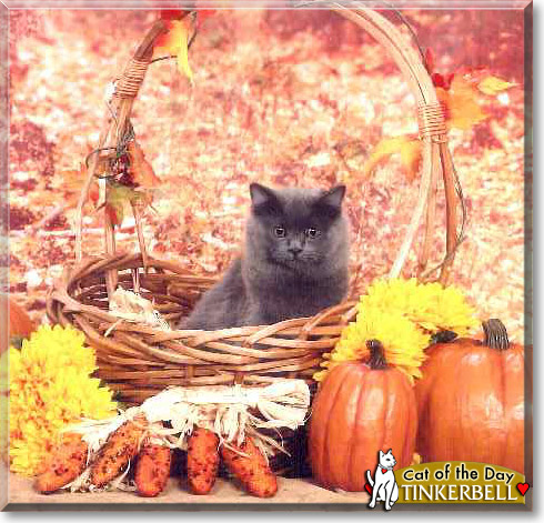 Tinkerbell, the Cat of the Day