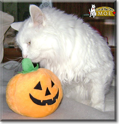 Moe, the Cat of the Day