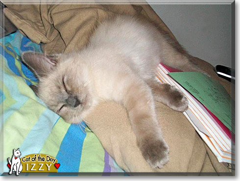 Izzy, the Cat of the Day