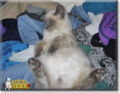 Izzy, the Cat of the Day