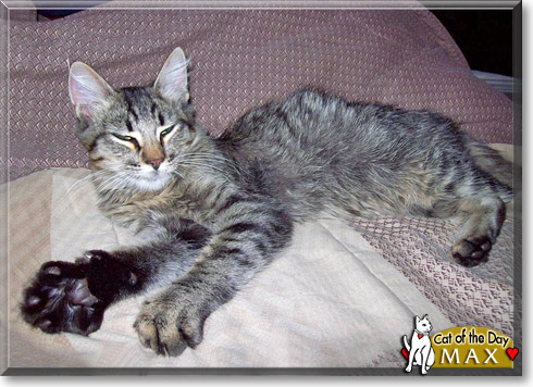 Max, the Cat of the Day