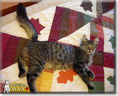 Max, the Cat of the Day Max, the Cat of the Day