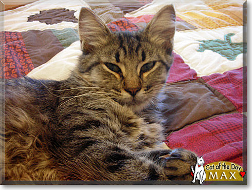 Max, the Cat of the Day Max, the Cat of the Day