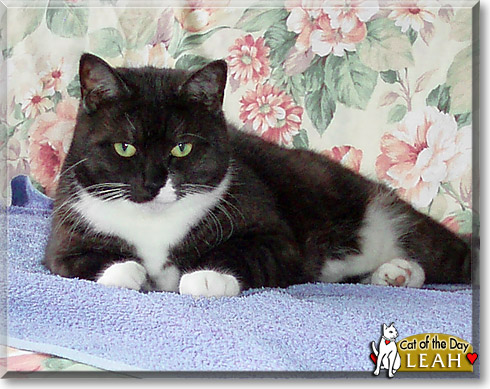 Leah, the Cat of the Day