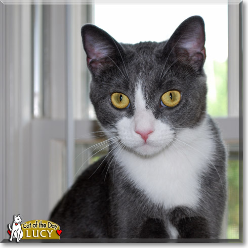 Lucy, the Cat of the Day