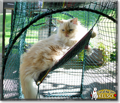 Kelso, the Cat of the Day