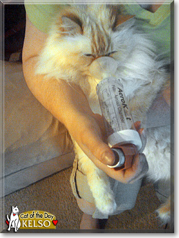 Kelso, the Cat of the Day