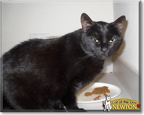 Newton, the Cat of the Day