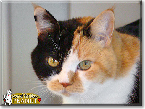 Peanut, the Cat of the Day