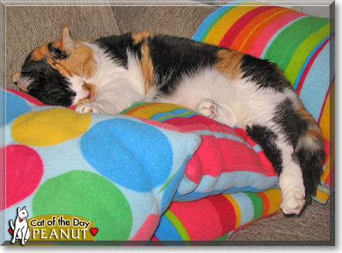 Peanut, the Cat of the Day