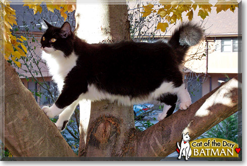Batman, the Cat of the Day