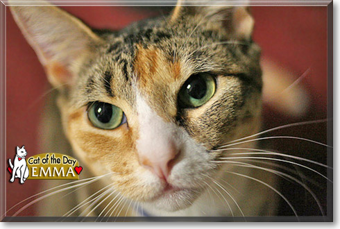 Emma, the Cat of the Day