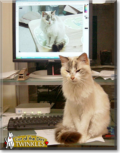 Twinkles, the Cat of the Day