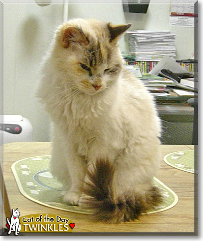 Twinkles, the Cat of the Day
