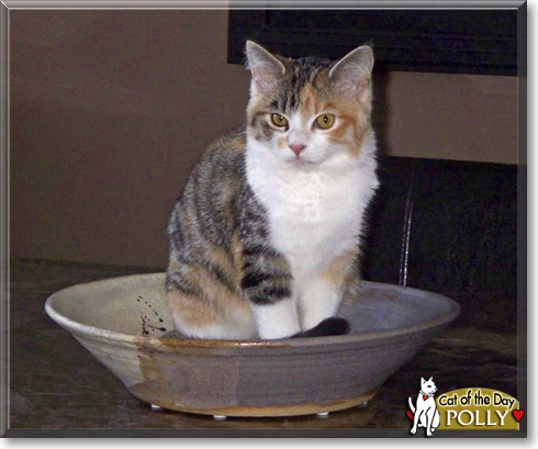 Polly, the Cat of the Day