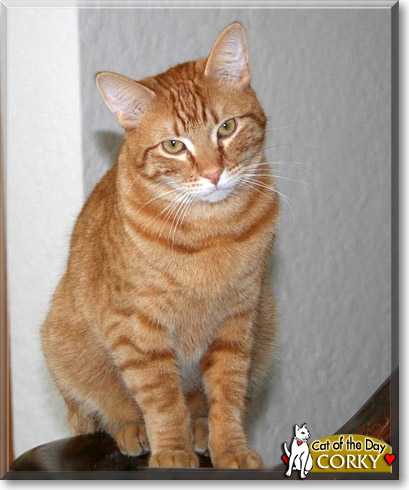 Corky, the Cat of the Day