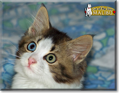 Malibu, the Cat of the Day