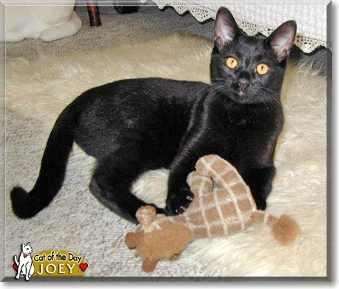 Joey, the Cat of the Day