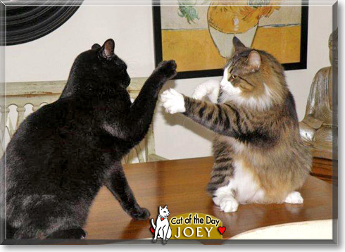 Joey, the Cat of the Day