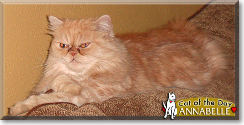 Annabelle, the Cat of the Day