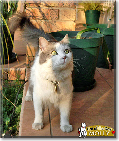 Molly, the Cat of the Day