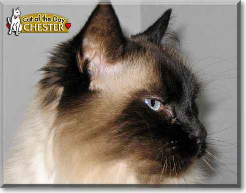 Chester, the Cat of the Day