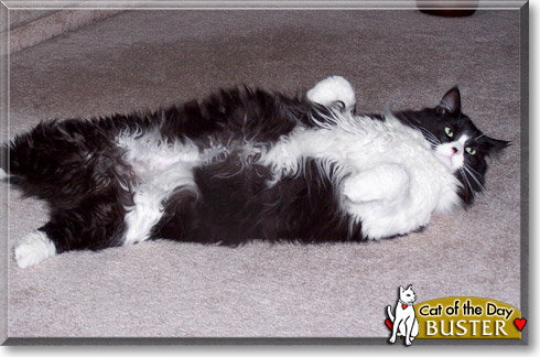 Buster, the Cat of the Day