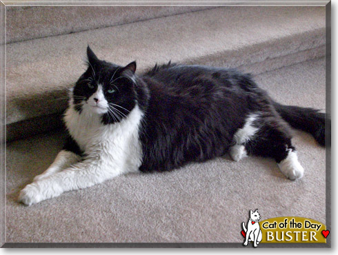 Buster, the Cat of the Day