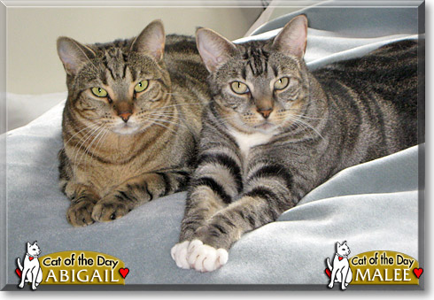 Malee, Abigail, the Cat of the Day