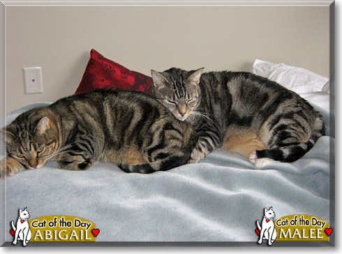 Malee, Abigail, the Cat of the Day