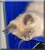 Izzy