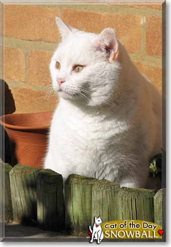 Snowball, the Cat of the Day