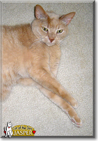 Jasper, the Cat of the Day