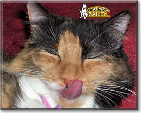 Bailey, the Cat of the Day