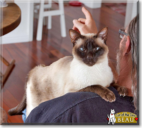 Beau, the Cat of the Day