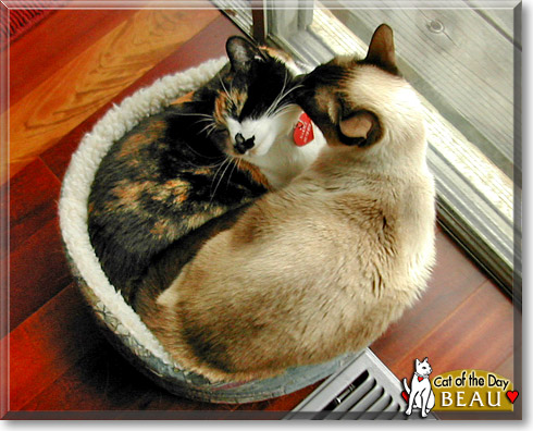 Beau, the Cat of the Day