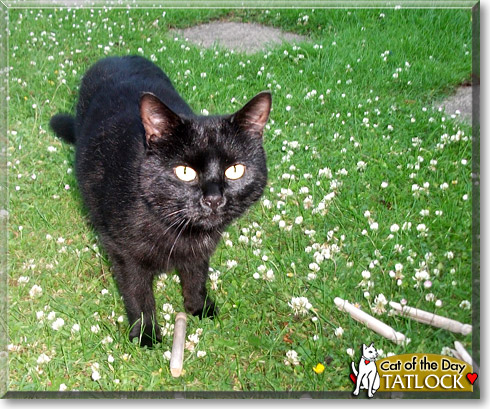 Tatlock, the Cat of the Day