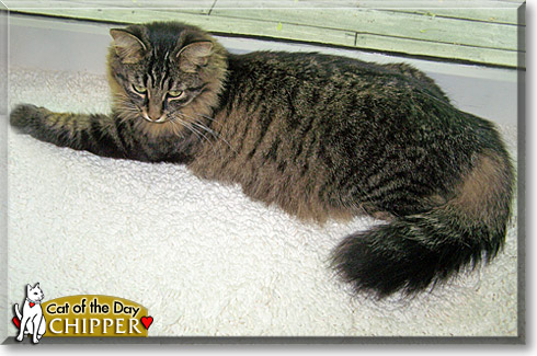 Chipper, the Cat of the Day