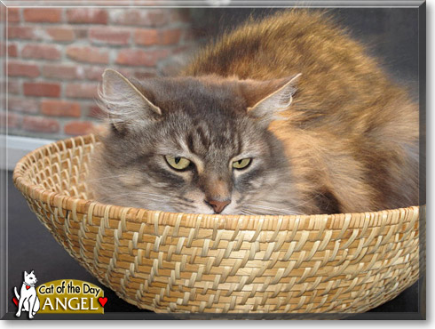 Angel, the Cat of the Day