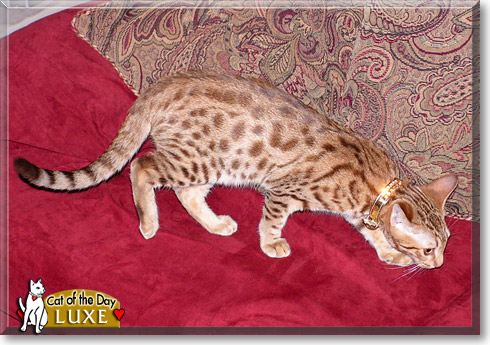 Luxe, the Cat of the Day