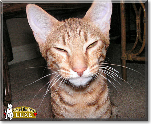 Luxe, the Cat of the Day