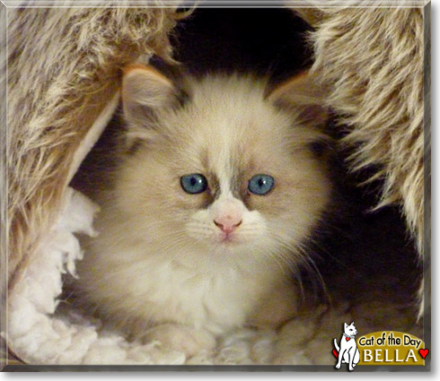 Bella, the Cat of the Day