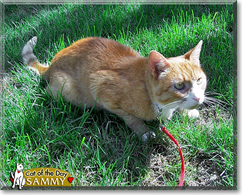 Sammy, the Cat of the Day